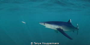 Target Acquired
A blue shark off the coast of Rhode Isla... by Tanya Houppermans 